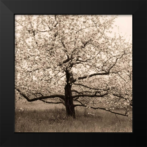 Apple Tree in Bloom Black Modern Wood Framed Art Print by Triebert, Christine