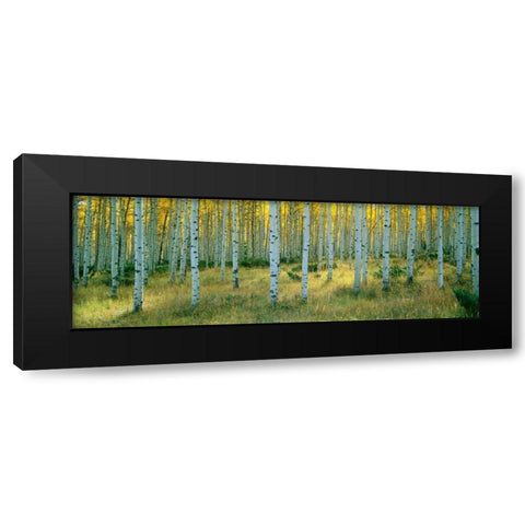 Aspens Ashley Black Modern Wood Framed Art Print by Thomas, Alain