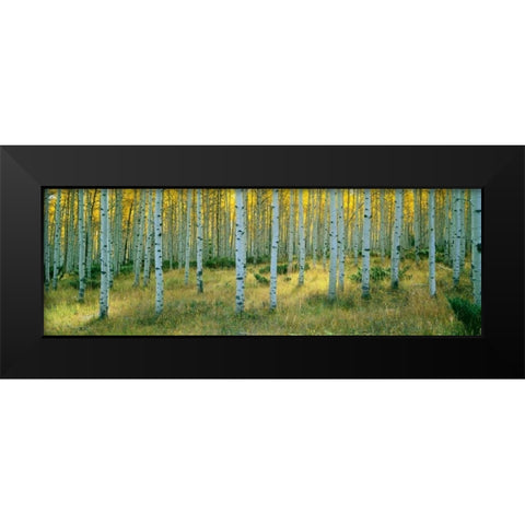 Aspens Ashley Black Modern Wood Framed Art Print by Thomas, Alain