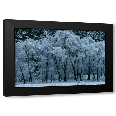 Black Oaks Yosemite Black Modern Wood Framed Art Print with Double Matting by Thomas, Alain