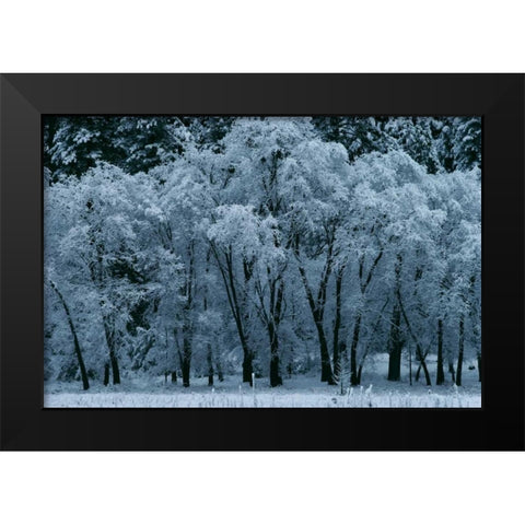 Black Oaks Yosemite Black Modern Wood Framed Art Print by Thomas, Alain