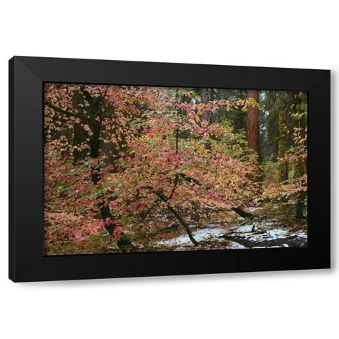 Dogwoods and Sequoia Black Modern Wood Framed Art Print with Double Matting by Thomas, Alain
