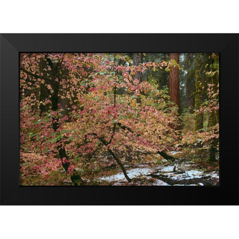 Dogwoods and Sequoia Black Modern Wood Framed Art Print by Thomas, Alain