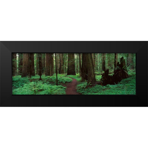 Redwoods Path Black Modern Wood Framed Art Print by Thomas, Alain