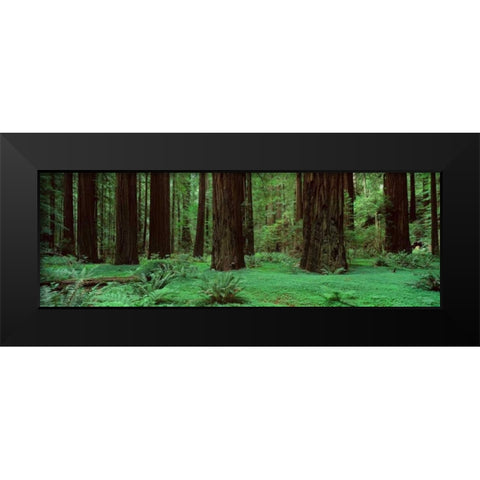 Redwoods Rolph Grove Black Modern Wood Framed Art Print by Thomas, Alain