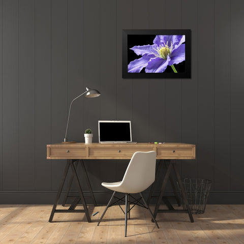 Purple Clematis Black Modern Wood Framed Art Print by Veralli, Amalia Elena
