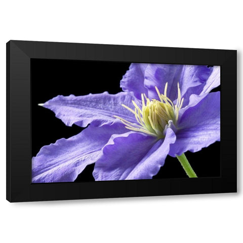 Purple Clematis Black Modern Wood Framed Art Print by Veralli, Amalia Elena