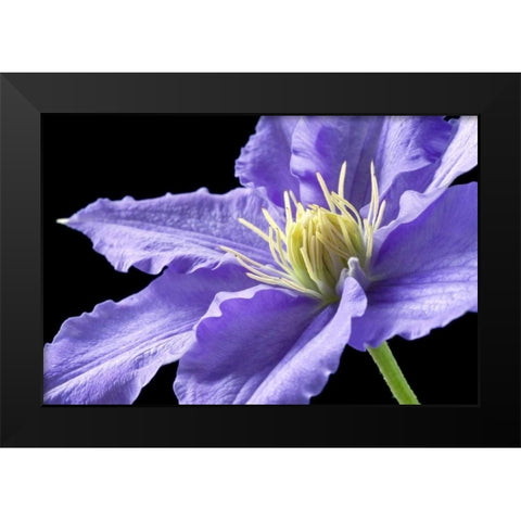 Purple Clematis Black Modern Wood Framed Art Print by Veralli, Amalia Elena