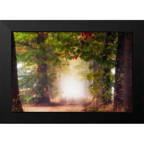 Fall Colors Black Modern Wood Framed Art Print by Van de Goor, Lars