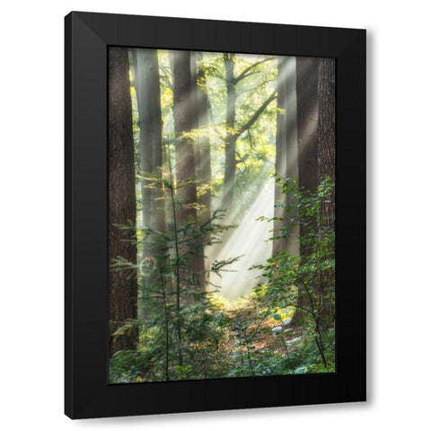 Sunbeam and Spiderweb Black Modern Wood Framed Art Print by Van de Goor, Lars