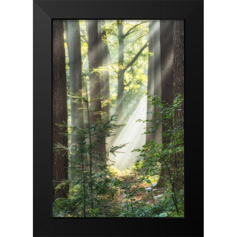 Sunbeam and Spiderweb Black Modern Wood Framed Art Print by Van de Goor, Lars