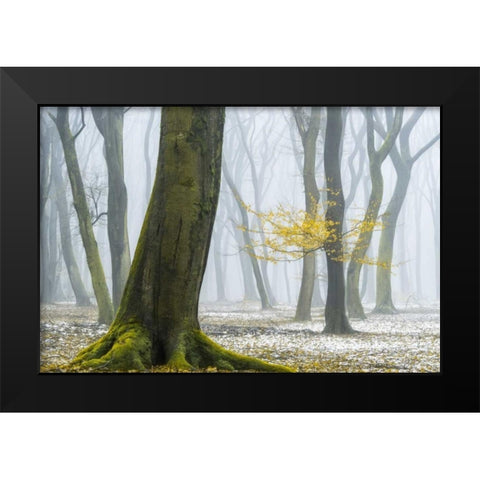 Winter Colors Black Modern Wood Framed Art Print by Van de Goor, Lars