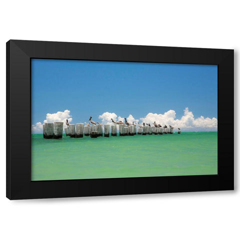 Gull Conference Black Modern Wood Framed Art Print by Varona, Verne