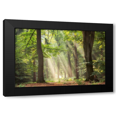 A Touch of Glory Black Modern Wood Framed Art Print by Van de Goor, Lars