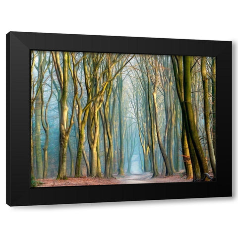 Light and Trees Black Modern Wood Framed Art Print by Van de Goor, Lars