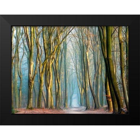 Light and Trees Black Modern Wood Framed Art Print by Van de Goor, Lars