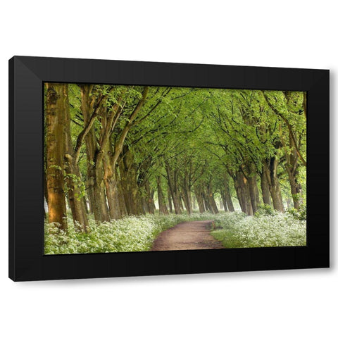 Cow Parsley Curve Black Modern Wood Framed Art Print with Double Matting by Van de Goor, Lars