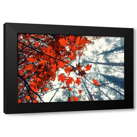 Red Autumn Leaves Black Modern Wood Framed Art Print by Vitomirov, Igor