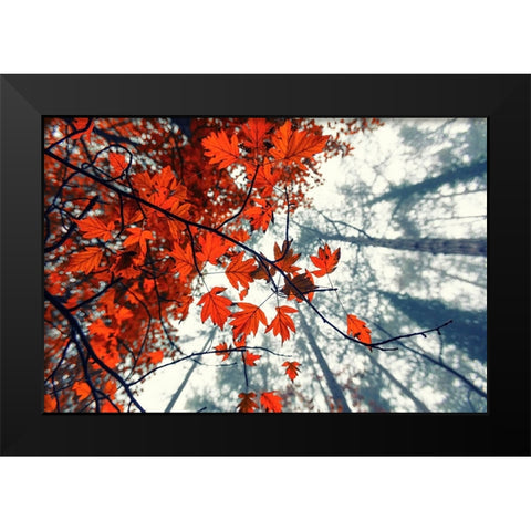 Red Autumn Leaves Black Modern Wood Framed Art Print by Vitomirov, Igor