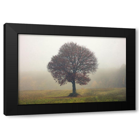 Tree In The Mist Black Modern Wood Framed Art Print with Double Matting by Vitomirov, Igor