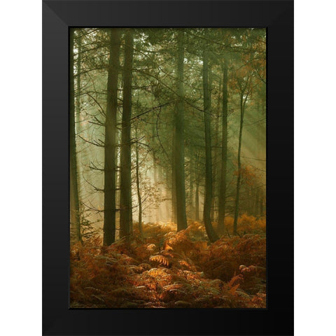 Wyre Forest 3 Black Modern Wood Framed Art Print by Winstanley, Ian