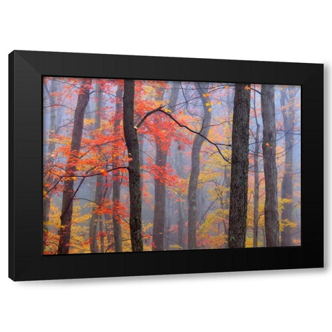 Fire in the Fog Black Modern Wood Framed Art Print by Zephyr, Patrick