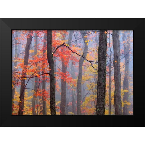 Fire in the Fog Black Modern Wood Framed Art Print by Zephyr, Patrick