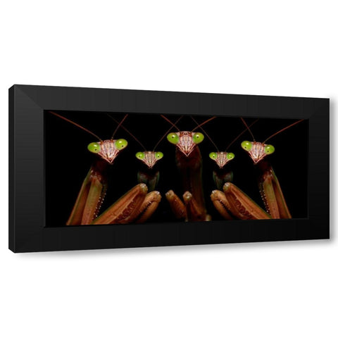 Praying Mantis: Family Portrait Black Modern Wood Framed Art Print with Double Matting by Zephyr, Patrick