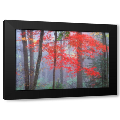 Splash of Red Black Modern Wood Framed Art Print by Zephyr, Patrick