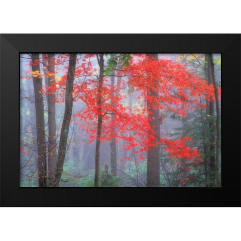 Splash of Red Black Modern Wood Framed Art Print by Zephyr, Patrick