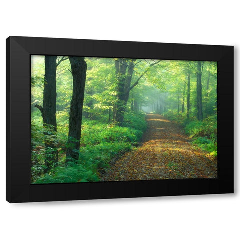 First Light Black Modern Wood Framed Art Print by Zephyr, Patrick