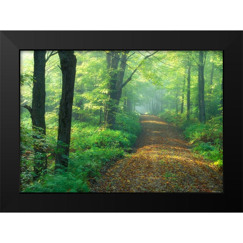 First Light Black Modern Wood Framed Art Print by Zephyr, Patrick