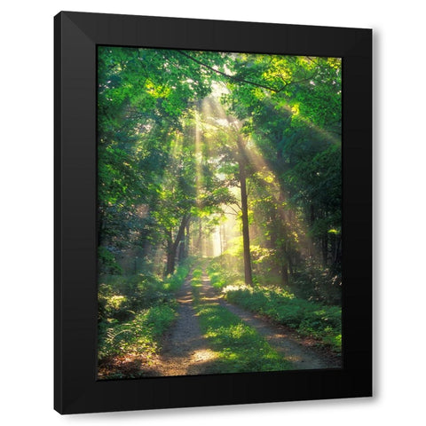 Forest Sunshine Black Modern Wood Framed Art Print by Zephyr, Patrick