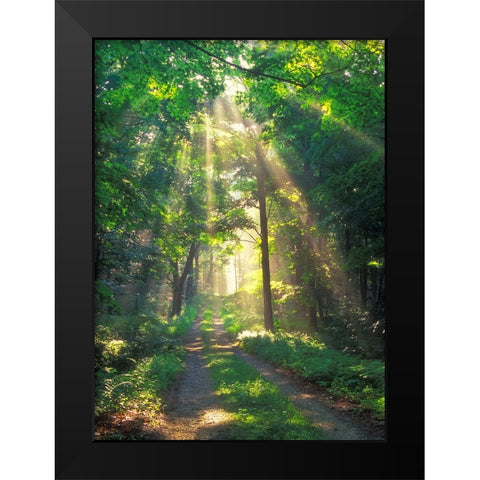 Forest Sunshine Black Modern Wood Framed Art Print by Zephyr, Patrick