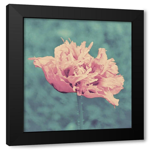 Beautiful Pink Black Modern Wood Framed Art Print with Double Matting by Peck, Gail