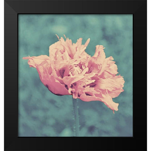 Beautiful Pink Black Modern Wood Framed Art Print by Peck, Gail