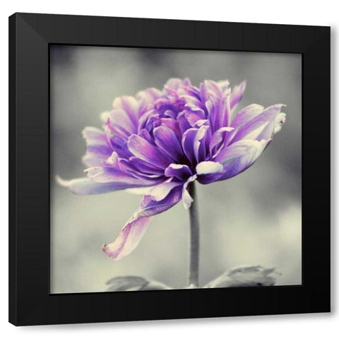 Gorgeous Purple Black Modern Wood Framed Art Print by Peck, Gail