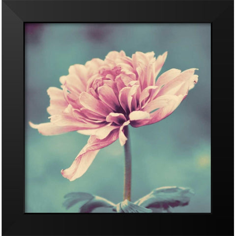 Gorgeous Pink Black Modern Wood Framed Art Print by Peck, Gail
