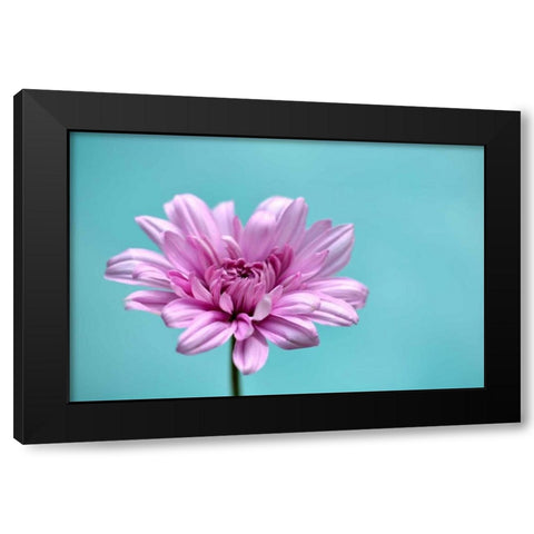 Surrounded in Blue Black Modern Wood Framed Art Print with Double Matting by Peck, Gail