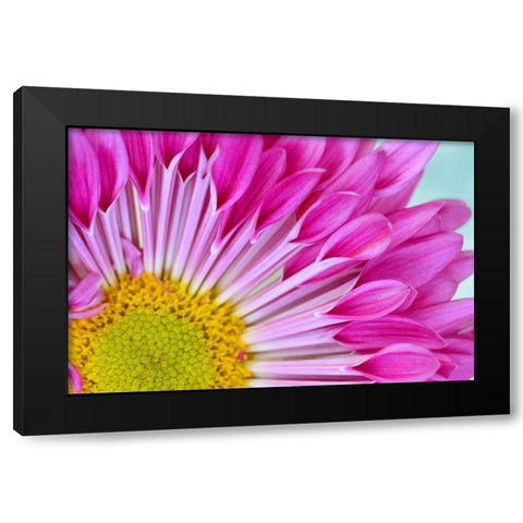 Fuschia Bloom Black Modern Wood Framed Art Print by Peck, Gail