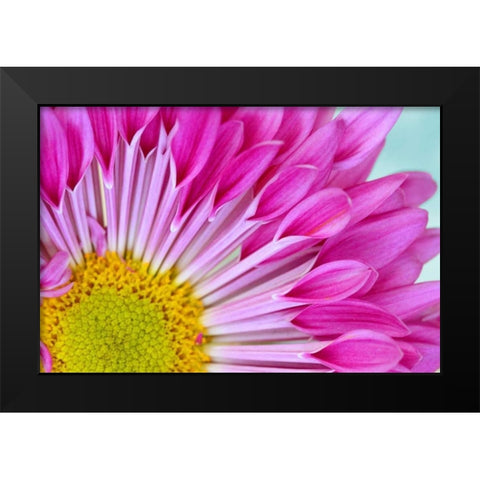 Fuschia Bloom Black Modern Wood Framed Art Print by Peck, Gail