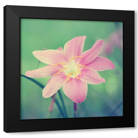 Alone in the Field Black Modern Wood Framed Art Print with Double Matting by Peck, Gail