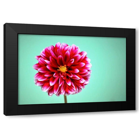 Zenia Black Modern Wood Framed Art Print with Double Matting by Peck, Gail