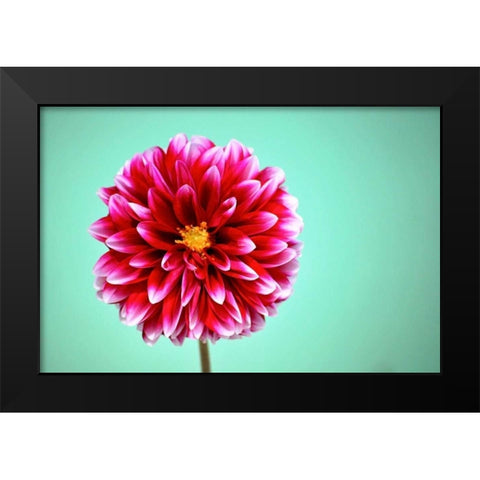 Zenia Black Modern Wood Framed Art Print by Peck, Gail