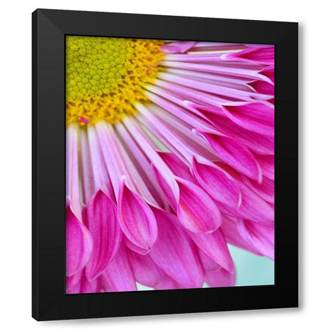 Fuschia Bloom Black Modern Wood Framed Art Print with Double Matting by Peck, Gail