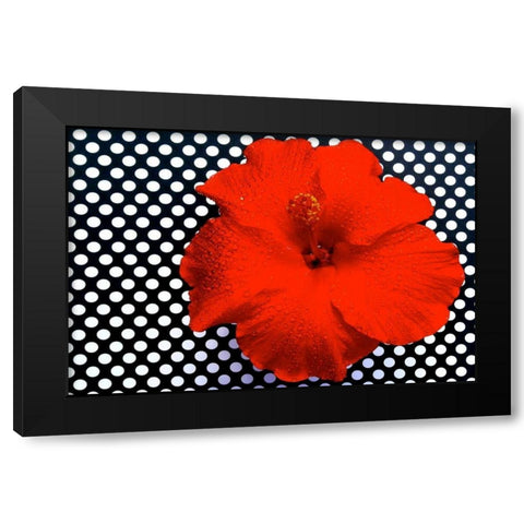 Red Hibiscus Black Modern Wood Framed Art Print with Double Matting by Peck, Gail