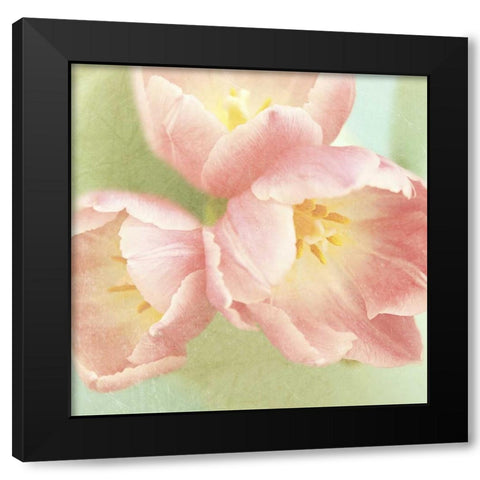 Resplendent Pink Blossoms Square Black Modern Wood Framed Art Print by Gardner, Sarah