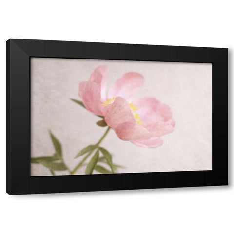 Soft Petals Black Modern Wood Framed Art Print by Gardner, Sarah