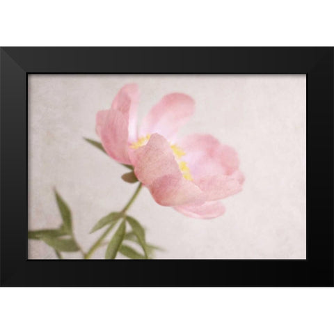 Soft Petals Black Modern Wood Framed Art Print by Gardner, Sarah