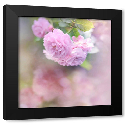 Graceful Floral Black Modern Wood Framed Art Print with Double Matting by Gardner, Sarah